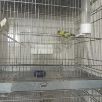 قناری رسمی بلند|پرنده|پاکدشت, پاکدشت (مامازند)|دیوار