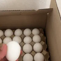 پخش تخم مرغ و زغال آرکا