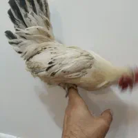 خروس مینیاتوری|حیوانات مزرعه|شهرضا, |دیوار