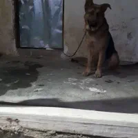 سگ ژرمن نگهبان