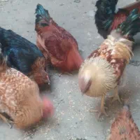 مرغ و خروس|حیوانات مزرعه|بروجرد, |دیوار