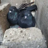 چندعددکفترهمشون شکارشدن