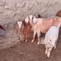 فروش بزغاله
