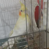 جفت عروس هلندی