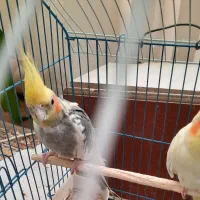 فروش یک جفت عروس هلندی دستی نر و ماده|پرنده|شیراز, شهرک جماران|دیوار