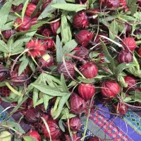 چای ترش ارجینال