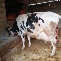 گاو وگوساله نر سیمینتال