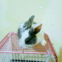 خرگوش|موش و خرگوش|تبریز, |دیوار