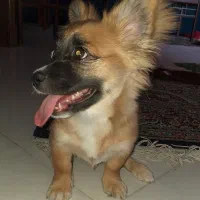 سگ پامر اشپیتز ۵ ت|سگ|کرمان, |دیوار