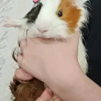 واگذاری خوکچه هندی|موش و خرگوش|اهواز, گلستان|دیوار