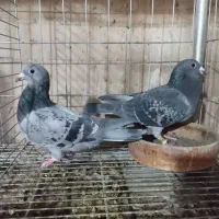 مسافتی آردن و بلژیک.. پیتر مروی ،ون روی،جانسون|پرنده|اصفهان, عطار نیشابوری|دیوار