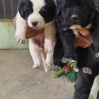 واگذاری توله سگ قدرجونی|سگ|خمینیشهر, |دیوار