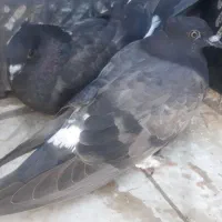 یه جفت جوجه کفتر نژاد دار