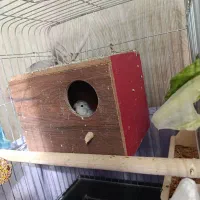 طوطی برزیلی بنفش|پرنده|تهران, دستغیب|دیوار