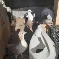 3تا کفتر|پرنده|اسفراین, |دیوار