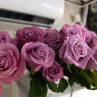 گل طبیعی|گل و گیاه طبیعی|قزوین, |دیوار