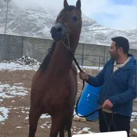 سیلمی پومااکسین|اسب و تجهیزات اسب‌سواری|شوش, |دیوار