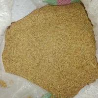 بزر