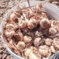 پیاززعفران برکت