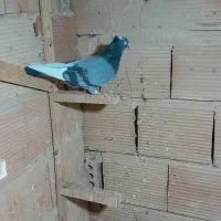 کبوتر پرشی|پرنده|اسلامشهر, شهرک امام حسین (میان آباد)|دیوار