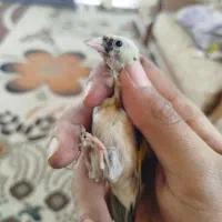 معاوضه با قناری|پرنده|کیار, |دیوار