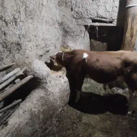 گاو شیری با گوساله نر