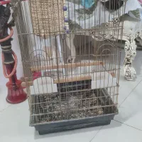 قفس عروس هلندی