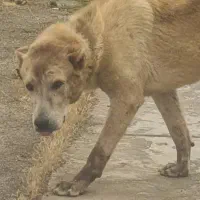 واگذاری سگ افغان