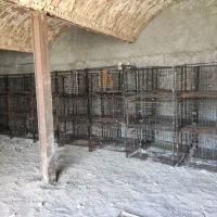 فروش تعدادی قفس نو و کارکرده سگ وگربه و مرغ و خروس|لوازم جانبی حیوانات|بادرود, |دیوار