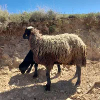 میش و بره جوان فروشی