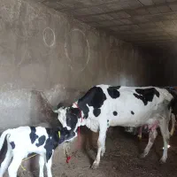 هلشتاین شیری گوسالش نرآدرس خود مراغه