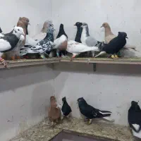 کبوتر ۲۰ تا پرشی|پرنده|اسفرورین, |دیوار