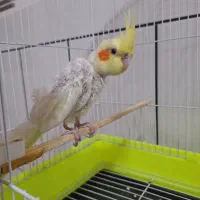 عروس هلندی|پرنده|مبارکه, |دیوار