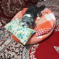 سگ گمشده تیرییل پا کوتا رنگ خاکستری و سفید نره|حیوانات|مشهد, اروند|دیوار