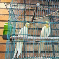 طوطی عروس هلندی مولد