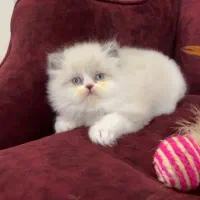 توله گربه پرشین سوپر فلت