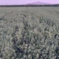 تعداد ۵۵ بسته یونجه ساق ریز چین سوم رنجرامریکای