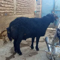 قوچ یک سال|حیوانات مزرعه|امام, |دیوار