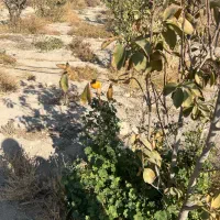 زمین باغی با اقساط بلند مدت شهریارکد۳۱۷|فروش زمین و ملک کلنگی|شهریار, رنگرز|دیوار