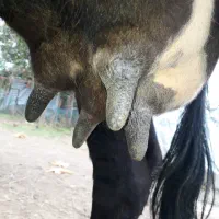 گاو تالشی فقیر با گوساله امپولی سیمنتال نر|حیوانات مزرعه|رشت, یخسازی|دیوار