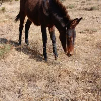 قاطر|حیوانات مزرعه|شاهرود (اردبیل), |دیوار