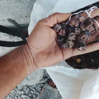 پویل خشک کرده جوشاندنی برای سرماخوردگی عالی