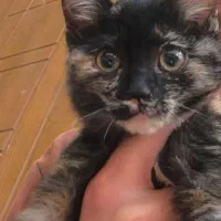 واگذاری بچه گربه