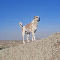 واگذاری سگ|سگ|اردبیل, |دیوار