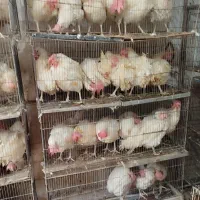 خروس زنده قربانی سیاه سفید مشکی چشم زخم