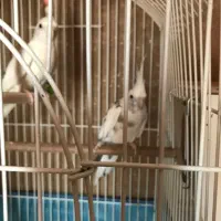 عروس هلندی با تخم