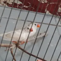 نر و ماده فنچ|پرنده|خمینی‌شهر, |دیوار