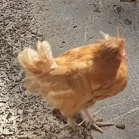 تخم مرغ نطفه دار|حیوانات مزرعه|کرمان, |دیوار