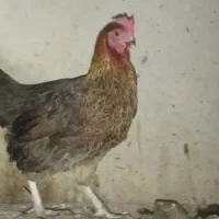 مرغ محلی چند رنگ|حیوانات مزرعه|قدس, شهرقدس|دیوار