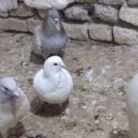 سفید فری ابگول فری